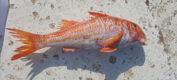 Muestreo a bordo de la embarcación Marti i Pili de Palamós