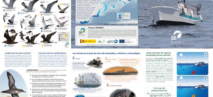 Láminas aves-pesca