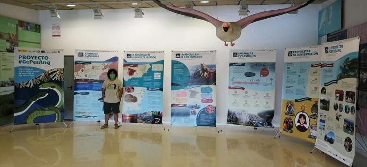Exposición Proyecto GePesAng en la sala del Punto de Información del Parque Natural de El Hondo de Elche. Imagen: ANSE(c)