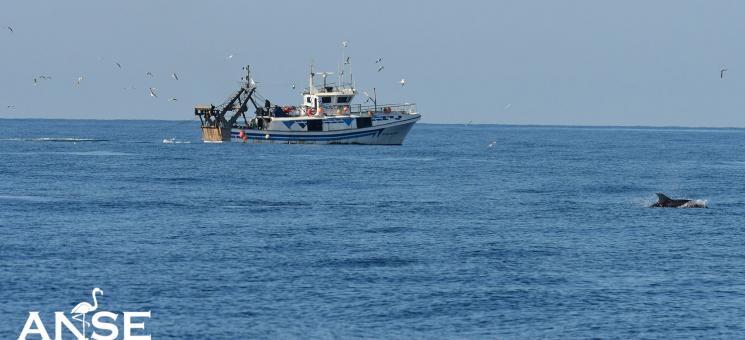 Delfín mular junto a barco pesquero de arrastre