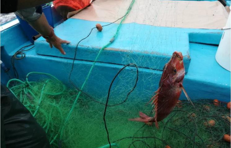 Sama roquera capturada con cazonal