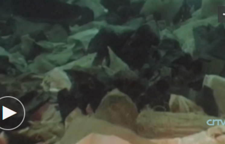 Vídeo: Red para la recuperación de los ecosistemas marinos en el PNMTIAG