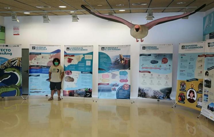 Exposición Proyecto GePesAng en la sala del Punto de Información del Parque Natural de El Hondo de Elche. Imagen: ANSE(c)