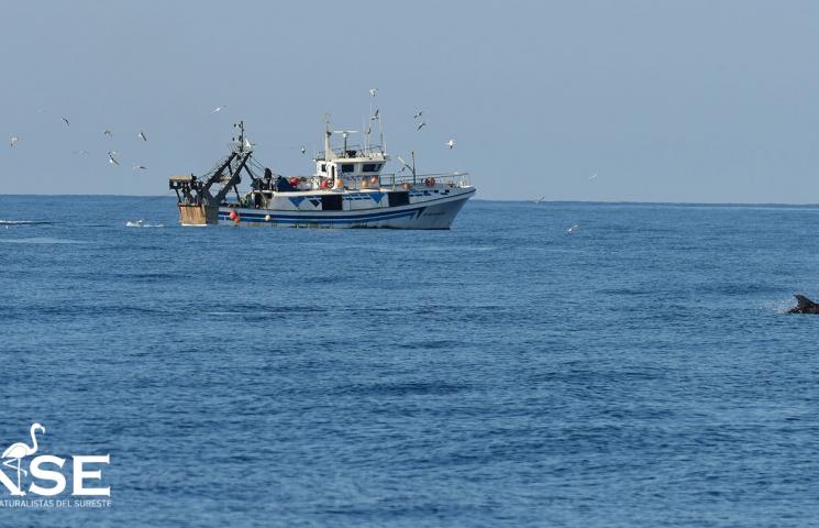 Delfín mular junto a barco pesquero de arrastre