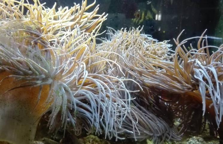 Ortiguilla de mar - Anemonia sulcata