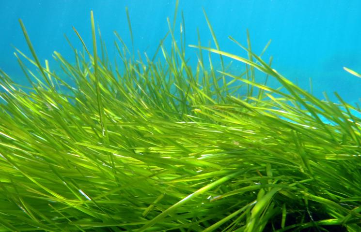 Posidonia oceánica