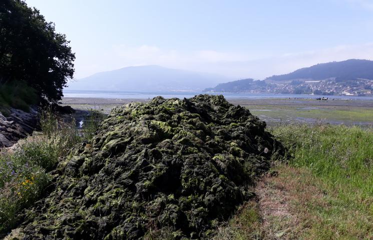 Acumulación de las algas