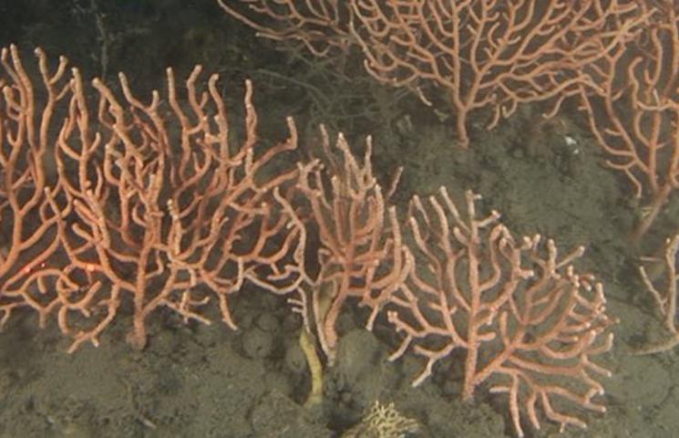 Gorgonia Eunicella cavolinii