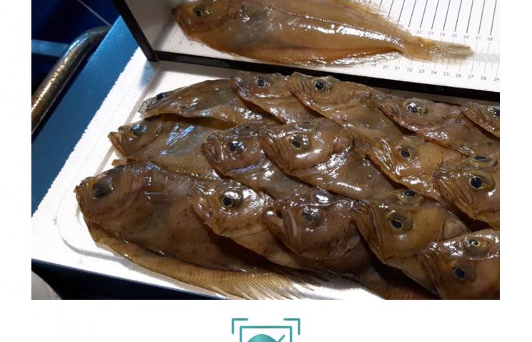 04-2019-ictiometro-rapantes